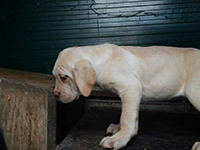 cuccioli cane corso che giocano